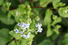 Adelocaryum coelestinum